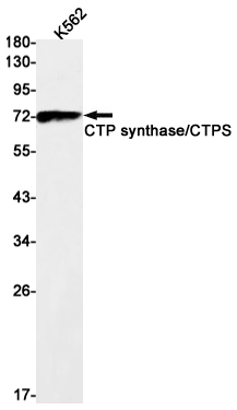 Western blot detection of CTP synthase/CTPS in K562 cell lysates using CTP synthase/CTPS Rabbit mAb(1:1000 diluted).Predicted band size:67kDa.Observed band size:67kDa.