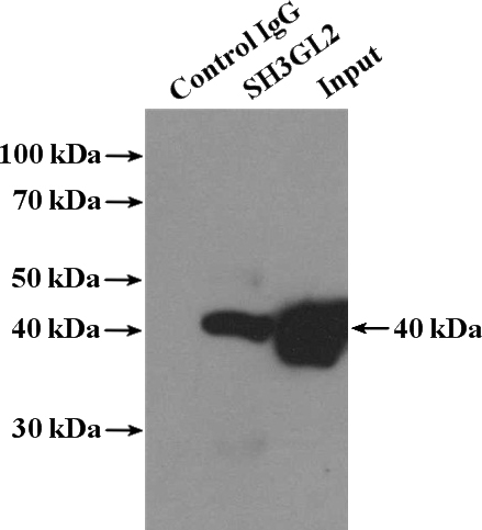 IP Result of anti-SH3GL2 (IP:Catalog No:115259, 4ug; Detection:Catalog No:115259 1:1000) with mouse brain tissue lysate 4000ug.