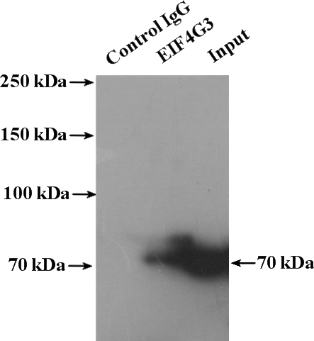 IP Result of anti-EIF4G3 (IP:Catalog No:110264, 4ug; Detection:Catalog No:110264 1:500) with HeLa cells lysate 4000ug.
