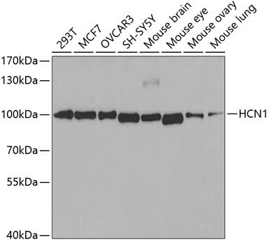 Western blot - HCN1 Polyclonal Antibody 