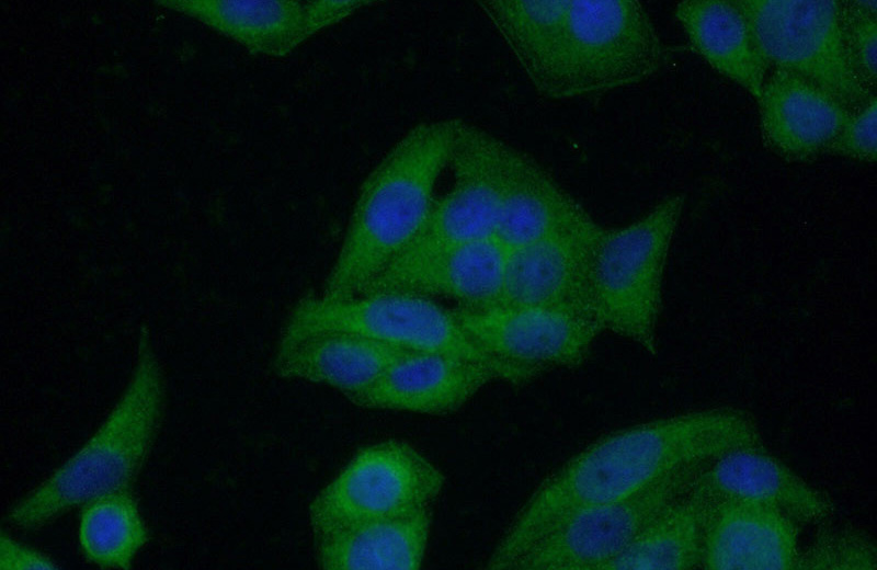 Immunofluorescent analysis of (-20oc Ethanol) fixed HeLa cells using Catalog No:109407(CLTC Antibody) at dilution of 1:50 and Alexa Fluor 488-congugated AffiniPure Goat Anti-Rabbit IgG(H+L)