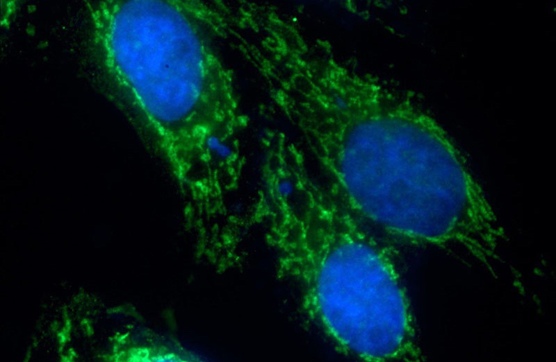 Immunofluorescent analysis of HepG2 cells using Catalog No:109307(CIAO1 Antibody) at dilution of 1:25 and Alexa Fluor 488-congugated AffiniPure Goat Anti-Rabbit IgG(H+L)