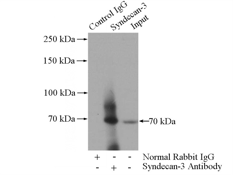 IP Result of anti-SDC3 (IP:Catalog No:115781, 4ug; Detection:Catalog No:115781 1:1000) with mouse lung tissue lysate 4000ug.