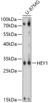 Western blot - HEY1 Polyclonal Antibody 