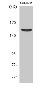 Fig1:; Western Blot analysis of various cells using PARD3A Polyclonal Antibody