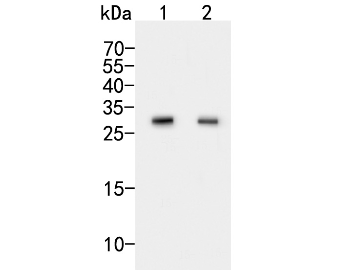 Fig1:; Western blot analysis of CLIC2 on different lysates. Proteins were transferred to a PVDF membrane and blocked with 5% BSA in PBS for 1 hour at room temperature. The primary antibody ( 1/500) was used in 5% BSA at room temperature for 2 hours. Goat Anti-Rabbit IgG - HRP Secondary Antibody (HA1001) at 1:5,000 dilution was used for 1 hour at room temperature.; Positive control:; Lane 1: K562 cell lysate; Lane 2: Mouse lung tissue lysate