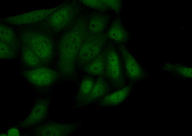 Immunofluorescent analysis of (10% Formaldehyde) fixed HeLa cells using Catalog No:109906(DGCR8 Antibody) at dilution of 1:50 and Alexa Fluor 488-congugated AffiniPure Goat Anti-Rabbit IgG(H+L)