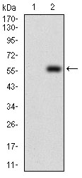 Fig2: Western blot analysis of DIS3L2 on HEK293 (1) and DIS3L2-hIgGFc transfected HEK293 (2) cell lysate using anti-DIS3L2 antibody at 1/1,000 dilution.
