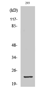 Fig1:; Western Blot analysis of various cells using GSC2 Polyclonal Antibody diluted at 1: 1000 cells nucleus extracted by Minute TM Cytoplasmic and Nuclear Fractionation kit (SC-003,Inventbiotech,MN,USA).