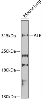 Western blot - ATR Polyclonal Antibody 