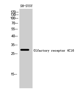 Fig1:; Western Blot analysis of SH-SY5Y cells using Olfactory receptor 4C16 Polyclonal Antibody diluted at 1: 500