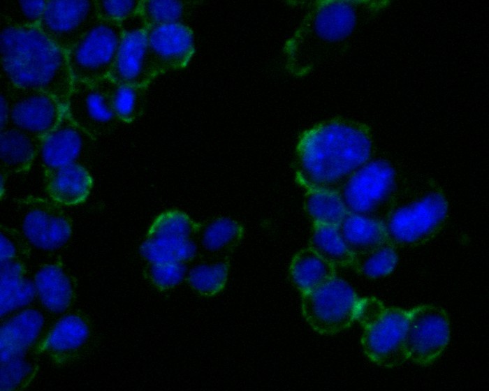 Fig2:; ICC staining of TAG1 in F9 cells (green). Formalin fixed cells were permeabilized with 0.1% Triton X-100 in TBS for 10 minutes at room temperature and blocked with 1% Blocker BSA for 15 minutes at room temperature. Cells were probed with the primary antibody ( 1/200) for 1 hour at room temperature, washed with PBS. Alexa Fluor®488 Goat anti-Rabbit IgG was used as the secondary antibody at 1/1,000 dilution. The nuclear counter stain is DAPI (blue).