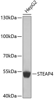 Western blot - STEAP4 Polyclonal Antibody 
