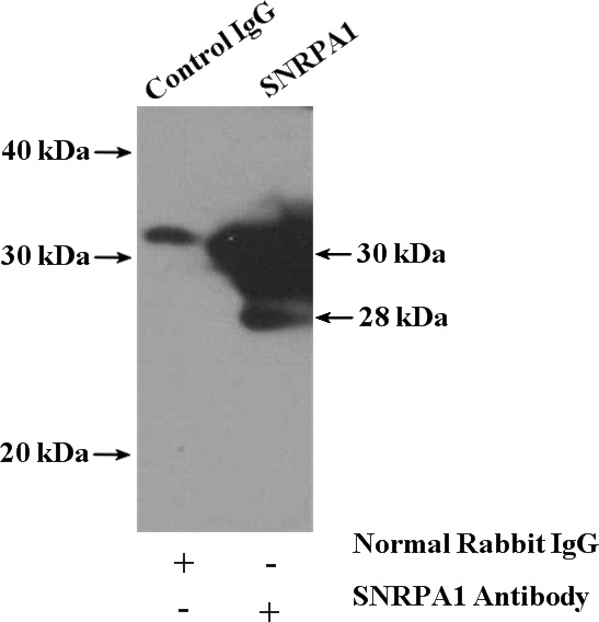 IP Result of anti-SNRPA1 (IP:Catalog No:115457, 4ug; Detection:Catalog No:115457 1:500) with HepG2 cells lysate 1000ug.
