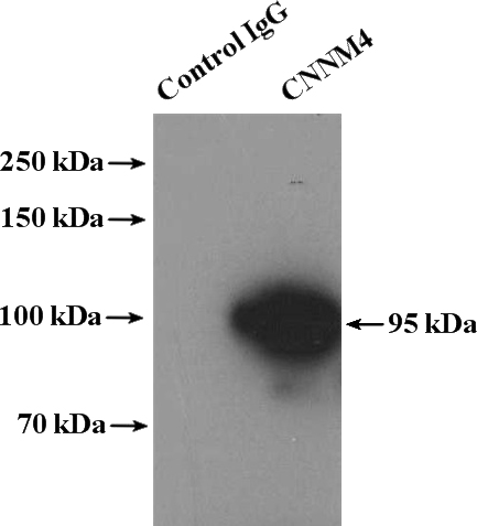 IP Result of anti-CNNM4 (IP:Catalog No:109430, 4ug; Detection:Catalog No:109430 1:1000) with mouse testis tissue lysate 4400ug.