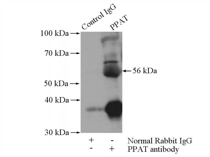 IP Result of anti-PPAT (IP:Catalog No:114086, 4ug; Detection:Catalog No:114086 1:500) with HepG2 cells lysate 2400ug.