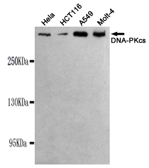 Western blot detection of DNA-PKcs in Hela,Molt-4,A549 and HCT116 cell lysates using DNA-PKcs mouse mAb (1:1000 diluted).Predicted band size:450KDa.Observed band size:450KDa.