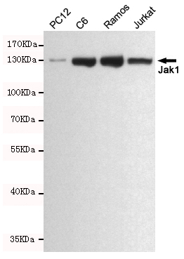 Western blot analysis of extracts from PC12,C6,Ramos and Jurkat cell lysates using Jak1 mouse mAb (1:500 diluted).Predicted band size:130kDa.Observed band size:130kDa.