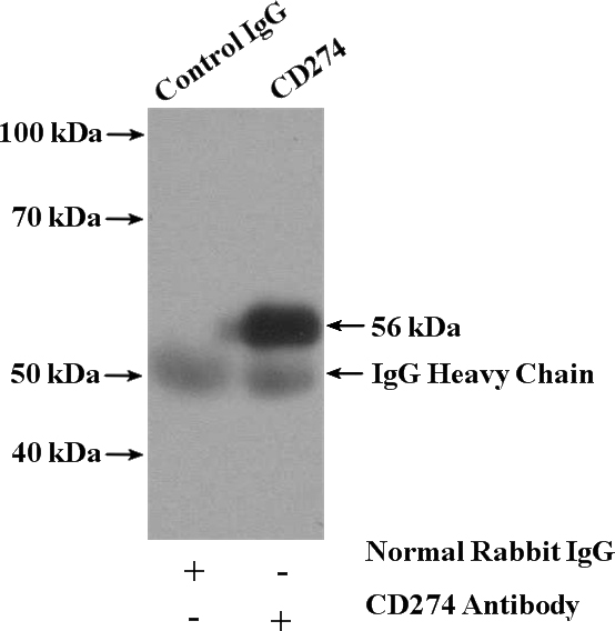 IP Result of anti-PD-L1/CD274 (IP:Catalog No:113628, 4ug; Detection:Catalog No:113628 1:1000) with mouse heart tissue lysate 4000ug.