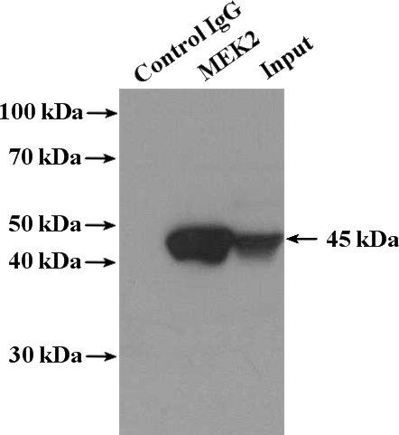 IP Result of anti-MAP2K2 (IP:Catalog No:112643, 4ug; Detection:Catalog No:112643 1:1000) with HL-60 cells lysate 1280ug.