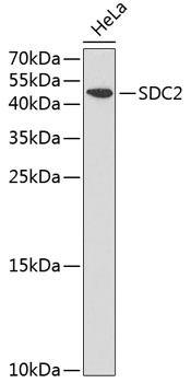 Western blot - SDC2 Polyclonal Antibody 