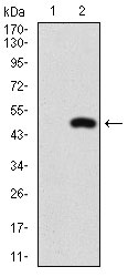 Western blot analysis using NFE2L2 mAb against HEK293 (1) and NFE2L2 (AA: 356-589)-hIgGFc transfected HEK293 (2) cell lysate.