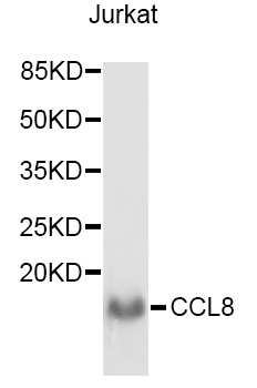 Western blot - CCL8 Polyclonal Antibody 