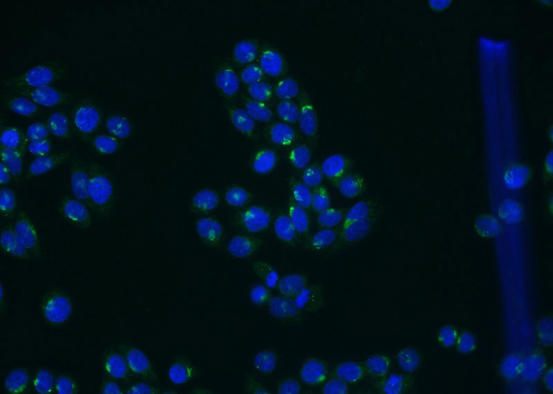 Immunofluorescent analysis of HeLa cells using Catalog No:111044(GOLGA1 Antibody) at dilution of 1:25 and Alexa Fluor 488-congugated AffiniPure Goat Anti-Rabbit IgG(H+L)