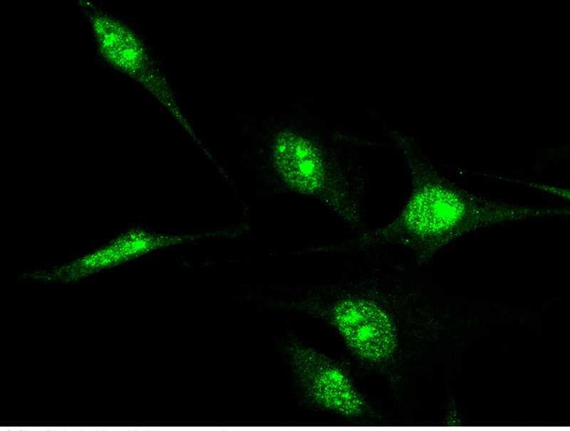 GNL3 / Nucleostemin Antibody, Rabbit PAb, Antigen Affinity Purified, Immunofluorescence