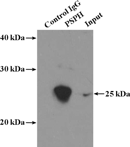 IP Result of anti-PSPH (IP:Catalog No:114254, 4ug; Detection:Catalog No:114254 1:300) with HL-60 cells lysate 3040ug.