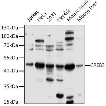 Western blot - CREB3 Polyclonal Antibody 