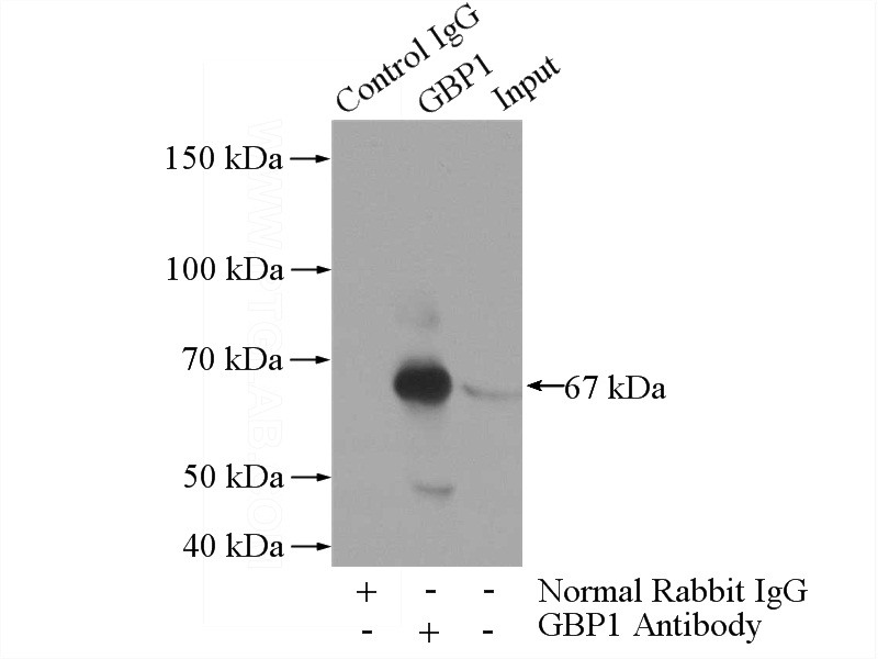 IP Result of anti-GBP1 (IP:Catalog No:110891, 4ug; Detection:Catalog No:110891 1:600) with human placenta tissue lysate 4000ug.