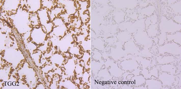 Fig4: Immunohistochemical analysis of paraffin-embedded Arabidopsis thaliana tissue using anti-TGG2 antibody. Counter stained with hematoxylin.