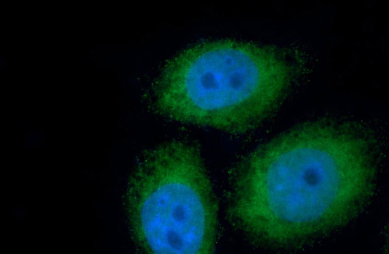 Immunofluorescent analysis of HepG2 cells using Catalog No:113841(PIWIL1 Antibody) at dilution of 1:50 and Alexa Fluor 488-congugated AffiniPure Goat Anti-Rabbit IgG(H+L)