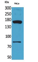 Fig1:; Western Blot analysis of HeLa cells using CD163b Polyclonal Antibody.. Secondary antibody（catalog#: HA1001) was diluted at 1:20000
