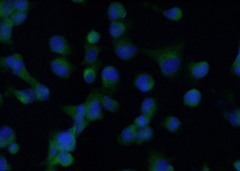 Immunofluorescent analysis of (-20oc Ethanol) fixed HT-1080 cells using Catalog No:111491(HO-1 Antibody) at dilution of 1:50 and Alexa Fluor 488-congugated AffiniPure Goat Anti-Rabbit IgG(H+L)