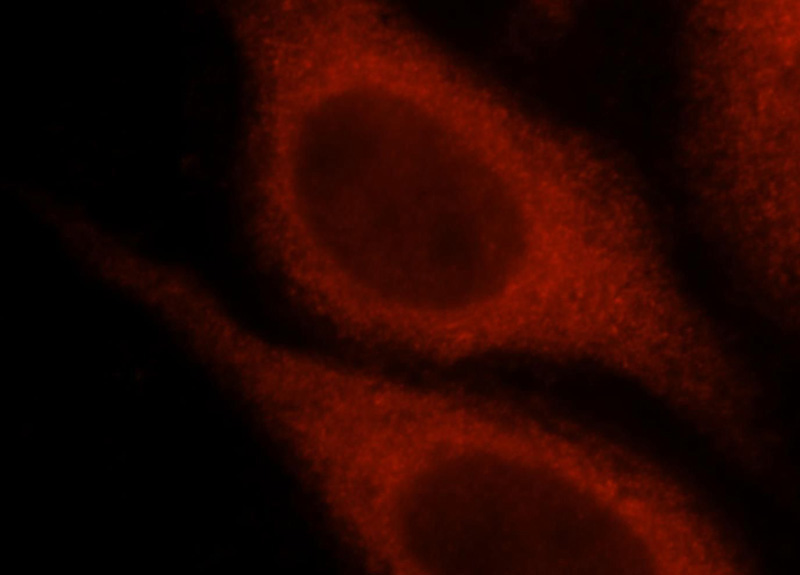 Immunofluorescent analysis of HepG2 cells, using SPG20 antibody Catalog No:115545 at 1:25 dilution and Rhodamine-labeled goat anti-rabbit IgG (red).