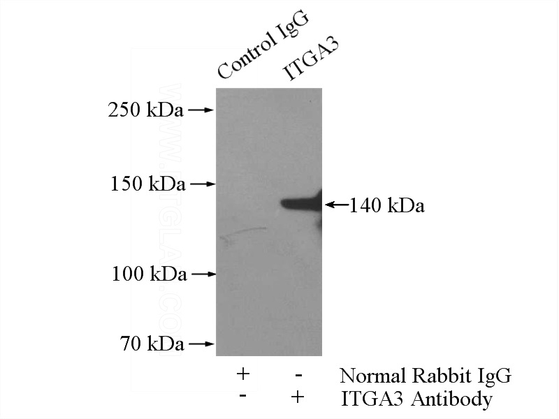 IP Result of anti-Integrin alpha-3 (IP:Catalog No:111858, 4ug; Detection:Catalog No:111858 1:500) with PC-3 cells lysate 1200ug.