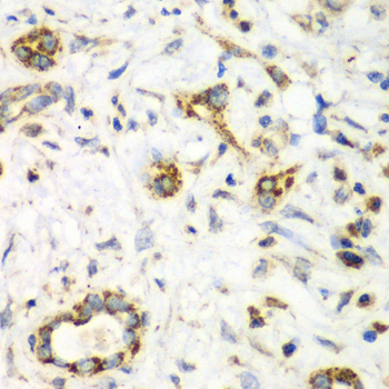 Immunohistochemistry - NRBF2 Polyclonal Antibody 