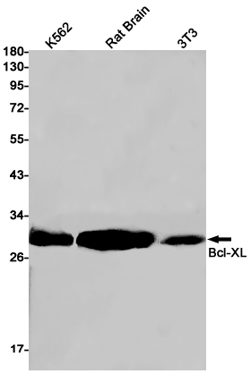 Western blot detection of Bcl-XL in K562,Rat Brain,3T3 cell lysates using Bcl-XL Rabbit pAb(1:1000 diluted).Predicted band size:26kDa.Observed band size:30kDa.