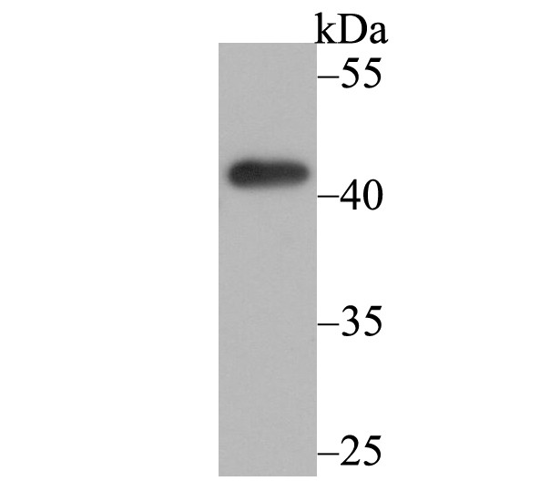 Fig1: Western blot analysis of Osteoprotegerin on K562 cell lysate using anti-Osteoprotegerin antibody at 1/500 dilution.