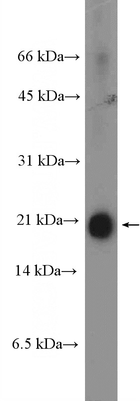 mouse testis tissue were subjected to SDS PAGE followed by western blot with Catalog No:108157(ARMETL1 Antibody) at dilution of 1:300