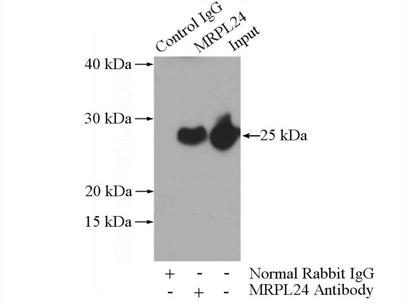 IP Result of anti-MRPL24 (IP:Catalog No:112819, 4ug; Detection:Catalog No:112819 1:1000) with HEK-293 cells lysate 1480ug.