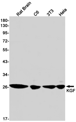 Western blot detection of KGF in Rat Brain,C6,3T3,Hela cell lysates using KGF Rabbit pAb(1:1000 diluted).Predicted band size:23kDa.Observed band size:28kDa.