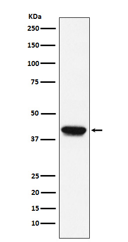 Western blot analysis of Biglycan expression in C2C12 cell lysate.