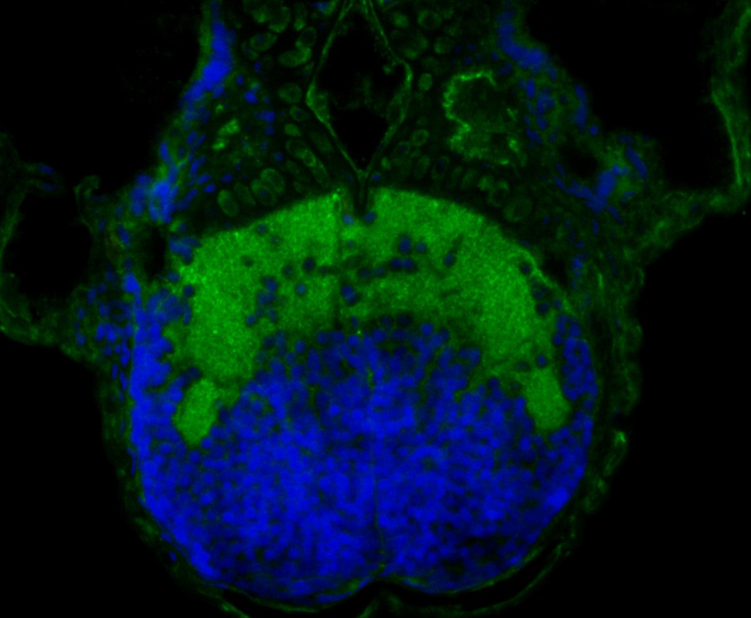 Fig1: Immunofluorescence staining of paraffin- embedded zebrafish tissue using anti-FNDC3A rabbit polyclonal antibody.The section was pre-treated using heat mediated antigen retrieval with Tris-EDTA buffer (pH 9.0) for 20 minutes. The tissues were blocked in 10% negative goat serum for 1 hour at room temperature, washed with PBS, and then probed with the antibody at 1/50 dilution for 10 hours at 4℃ and detected using Alexa Fluor™ 488 conjugate-Goat anti-Rabbit IgG (H+L) Secondary Antibody at a dilution of 1:500 for 1 hour at room temperature.