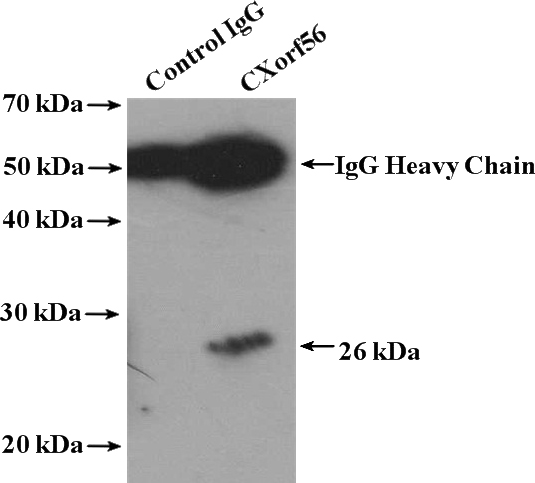 IP Result of anti-CXorf56 (IP:Catalog No:109652, 4ug; Detection:Catalog No:109652 1:1000) with mouse kidney tissue lysate 8000ug.