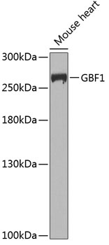 Western blot - GBF1 Polyclonal Antibody 