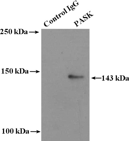 IP Result of anti-PASK (IP:Catalog No:113601, 4ug; Detection:Catalog No:113601 1:500) with K-562 cells lysate 3200ug.