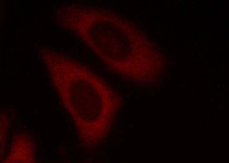 Immunofluorescent analysis of HepG2 cells using Catalog No:110194(EIF3E Antibody) at dilution of 1:25 and Rhodamine-Goat anti-Rabbit IgG